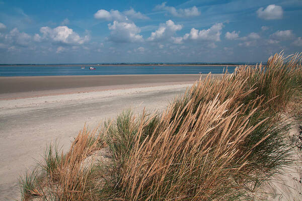 Beach Art Print featuring the photograph Golden Grasses by Shirley Mitchell