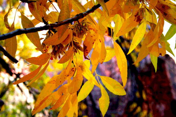 Leaves Art Print featuring the photograph Golden Leaves in Zion by Patricia Haynes