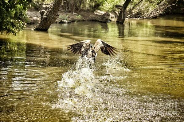 Goose Art Print featuring the photograph Goose Landing by Jeremy Linot