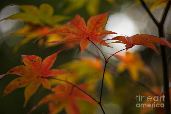 Maple Leaves Art Print featuring the photograph Graceful Layers by Mike Reid