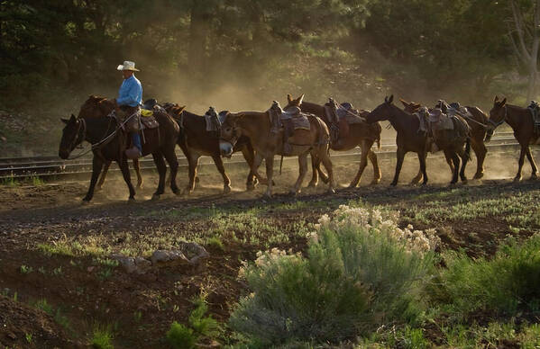 Mules Art Print featuring the photograph Grand Canyon Mules by Tom Singleton