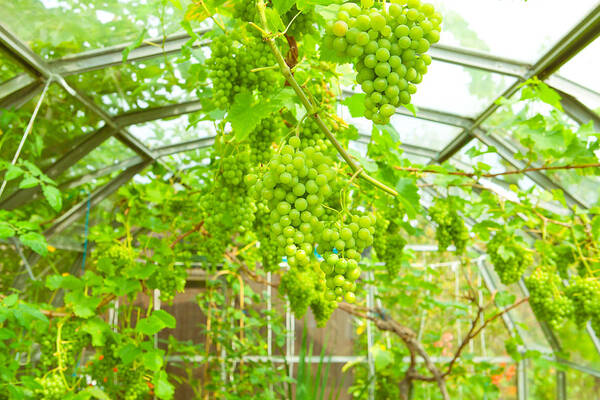 Agriculture Art Print featuring the photograph Grapevine by Tom Gowanlock