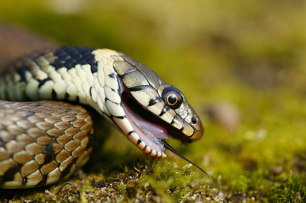 Natrix Natrix Art Print featuring the photograph Grass Snake Feigning Death by Andy Harmer