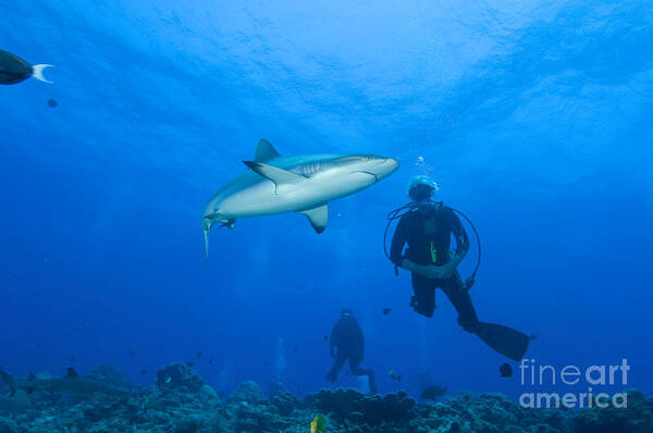 English Reef Art Print featuring the photograph Gray Reef Shark With Divers, Papua New by Steve Jones