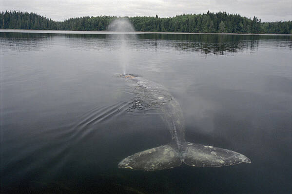 00117016 Art Print featuring the photograph Gray Whale Spouting Clayoquot Sound by Flip Nicklin