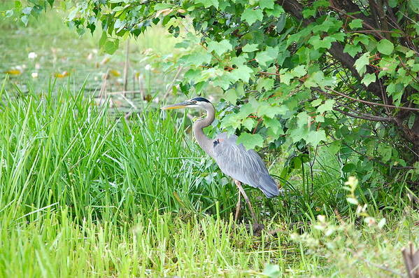Great Blue Heron Art Print featuring the photograph Great Blue Heron Portrait by Mary McAvoy