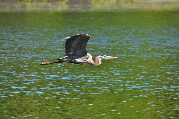 Great Blue Heron Art Print featuring the photograph Great Blue Heron Reaching Cruise Altitude by Mary McAvoy