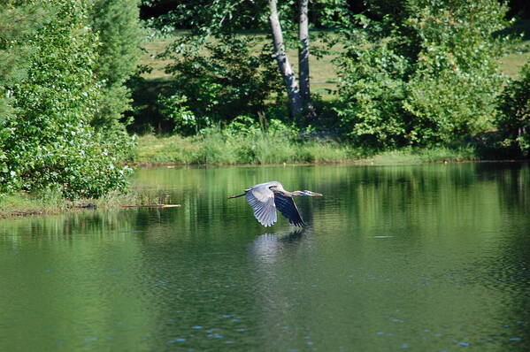 Great Blue Heron Art Print featuring the photograph Great Blue Heron's World by Mary McAvoy