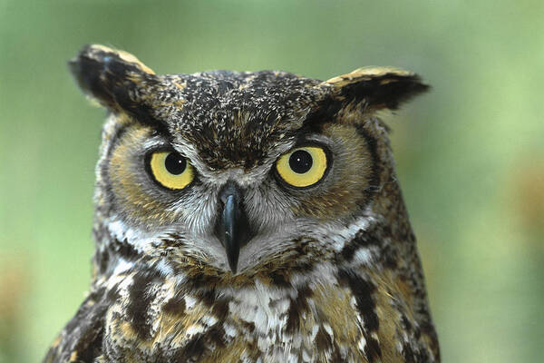 Bubo Virginianus Art Print featuring the photograph Great Horned Owl Bubo Virginianus by San Diego Zoo