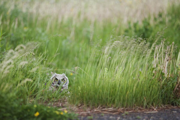 Grass Art Print featuring the photograph Great Horned Owl Bubo Virginianus by Susan Dykstra