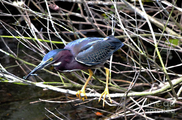 Green Heron Art Print featuring the photograph Green Heron by Pravine Chester