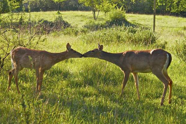 Deer Art Print featuring the photograph Greetings by Michael Peychich