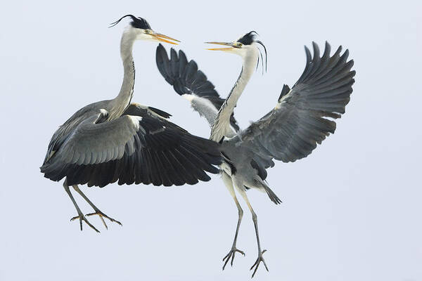 Mp Art Print featuring the photograph Grey Heron Ardea Cinerea Pair Fighting by Konrad Wothe