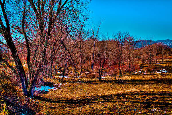 Denver Art Print featuring the photograph Grove of Trees by David Patterson
