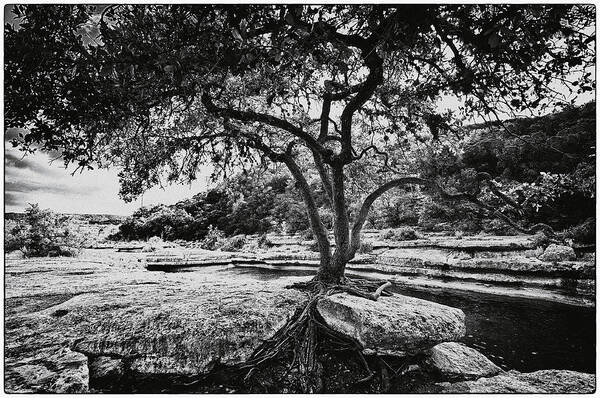 Still Life Art Print featuring the photograph Grown into the Rock by Lisa Spencer