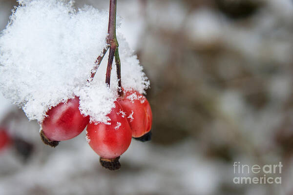 Red Berry Art Print featuring the photograph Guelder Rose in the Snow by Ann Garrett