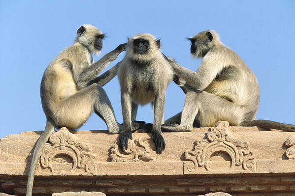 00620113 Art Print featuring the photograph Hanuman Langurs Grooming by Cyril Ruoso