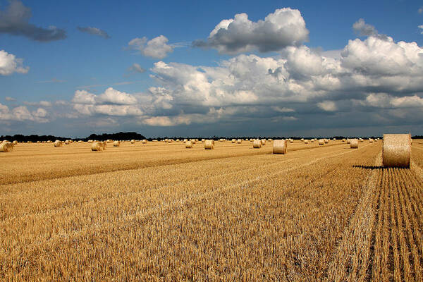 Harvest Art Print featuring the photograph Harvest by Ralf Kaiser