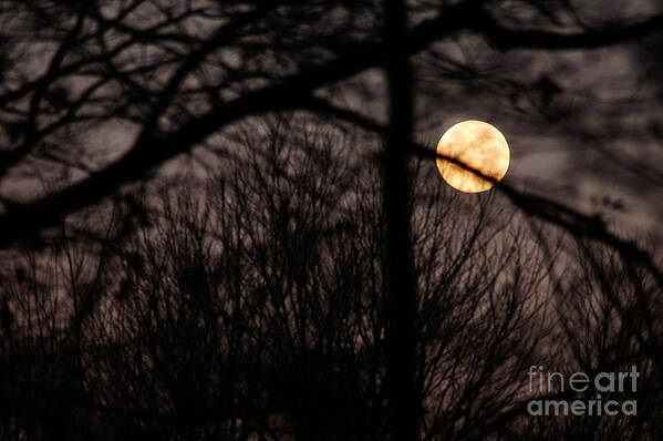 Clay Art Print featuring the photograph Haunted Forest by Clayton Bruster