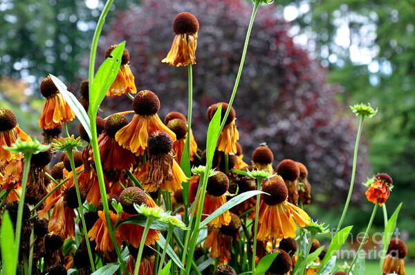  Butchart Gardens Art Print featuring the photograph Helenium Sneezeweed by Tatyana Searcy