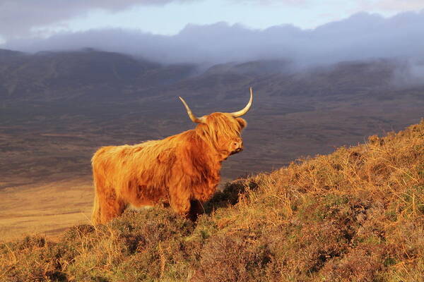 Highland Art Print featuring the photograph Highland Cattle Landscape by Bruce J Robinson