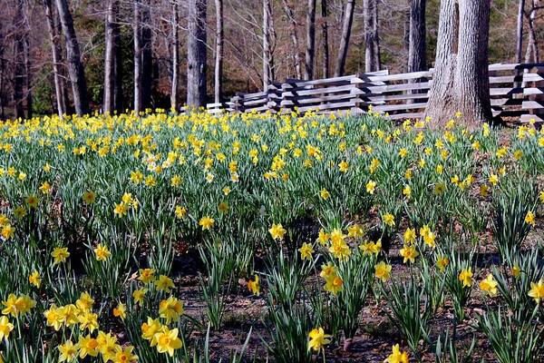 Daffodil Art Print featuring the photograph Hills Of Daffodils by Betty Northcutt