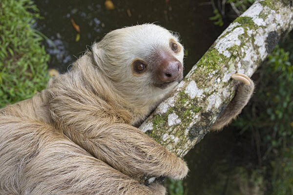 00456386 Art Print featuring the photograph Hoffmanns Two-toed Sloth Costa Rica by Suzi Eszterhas