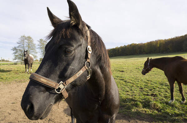 Horse Art Print featuring the photograph Horse by Matthias Hauser