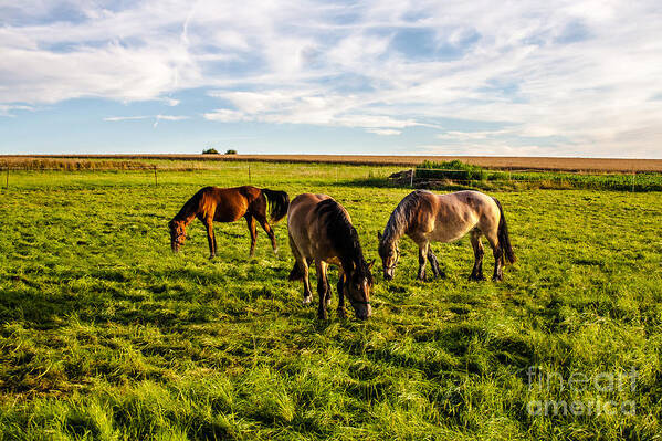 Horses Art Print featuring the photograph Horses in the Sunset by Bodo Herold