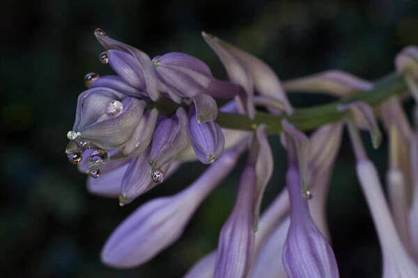 Hosta Art Print featuring the photograph Hosta Blossoms with Dew Drops by Douglas Barnett