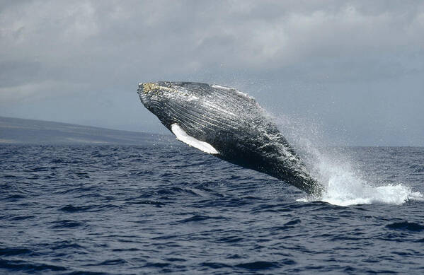 00079870 Art Print featuring the photograph Humpback Whale Breaching Hawaii by Flip Nicklin