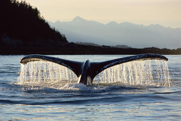 Mp Art Print featuring the photograph Humpback Whale Megaptera Novaeangliae by Matthias Breiter