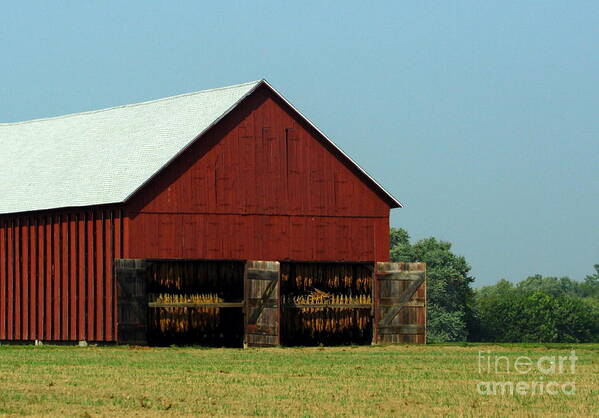 Working Tobacco Farm Art Print featuring the photograph Hung to Dry by B Rossitto