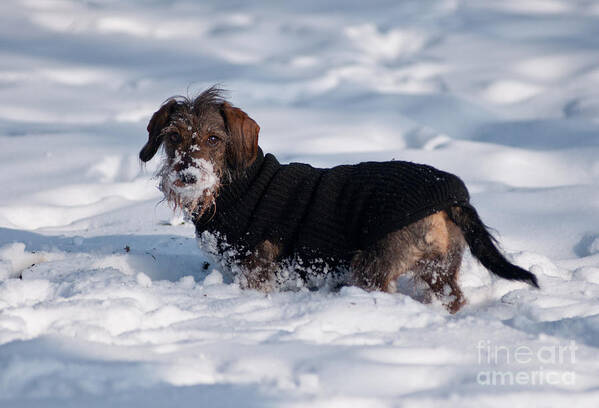 Animal Art Print featuring the photograph I love snow by Andrew Michael