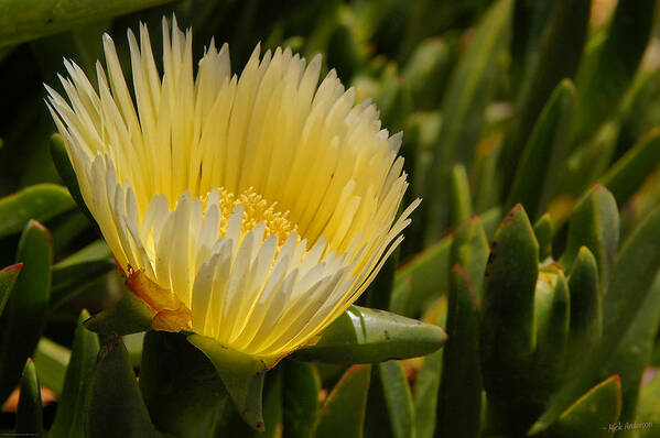 Central Coast Art Print featuring the photograph Ice Plant Bloom by Mick Anderson