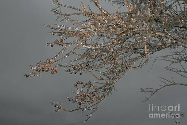 Nature Art Print featuring the photograph Ice Storm by Terry Burgess