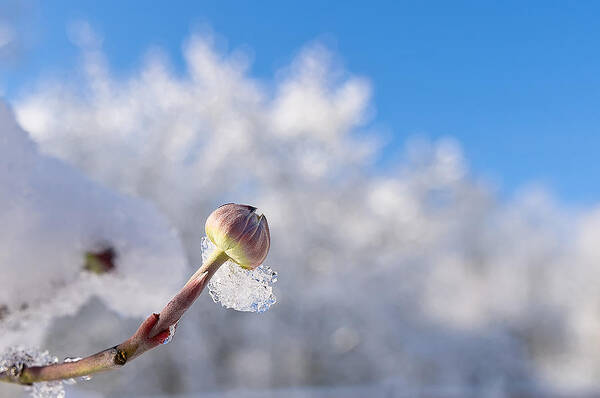 Cold Art Print featuring the photograph Iced Dogwood by Lori Coleman