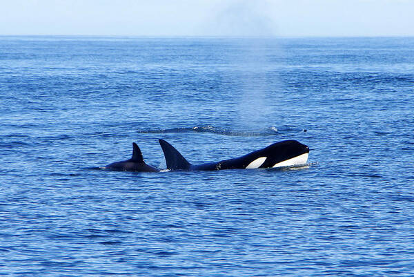 Orca Whales Art Print featuring the photograph In the Great Wide Ocean by Marilyn Wilson