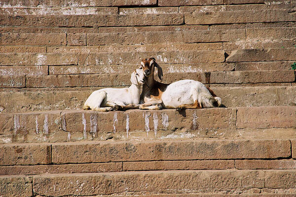 Travel Art Print featuring the photograph Goats In Love by Claude Taylor