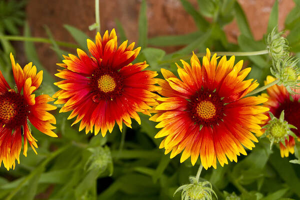 Indian Blanket Flower Art Print featuring the photograph Indian Blanket Flowers by Bill Barber