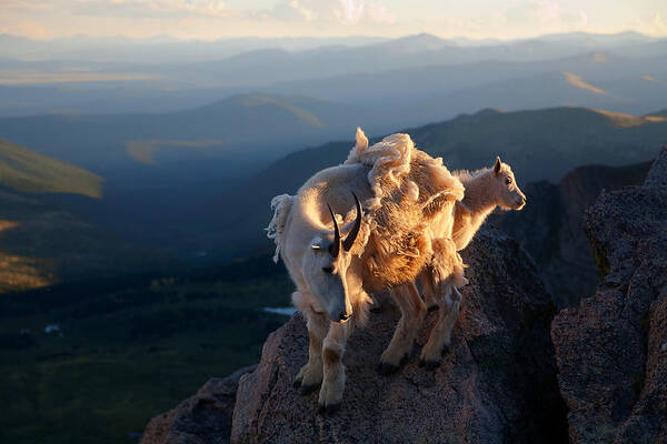 Mountain Goats; Posing; Group Photo; Baby Goat; Nature; Colorado; Crowd; Baby Goat; Mountain Goat Baby; Happy; Joy; Nature; Brothers Art Print featuring the photograph Two Faces West #1 by Jim Garrison