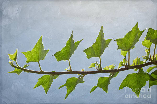 Ivy Art Print featuring the photograph Ivy to the Left by Diane Enright