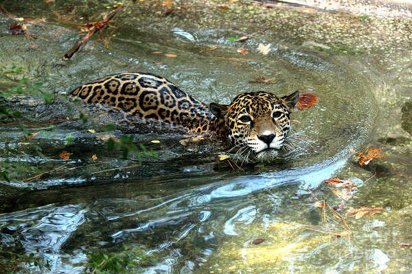 Jaguar Art Print featuring the photograph Jaguar In For A Swim by Kathy White