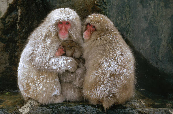 Mp Art Print featuring the photograph Japanese Macaque Macaca Fuscata Family by Konrad Wothe