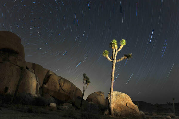 Desert Art Print featuring the photograph Joshua Tree Star Trails by Dung Ma