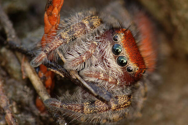 Phidippus Cardinalis Art Print featuring the photograph Jumping Spider Portrait by Daniel Reed