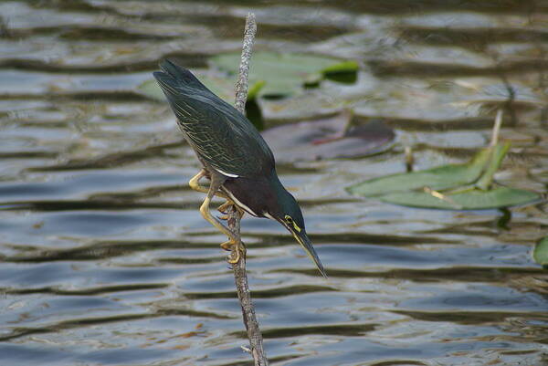 Green Heron Art Print featuring the photograph Keen Eye Sight by Jerry Cahill