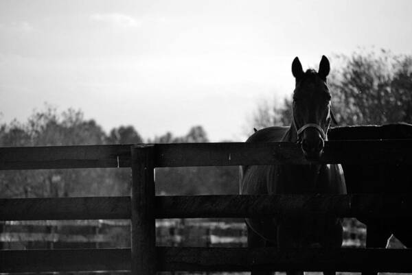 Thoroughbred Horses In Black And White Art Print featuring the photograph Kentucky Look by Amee Cave