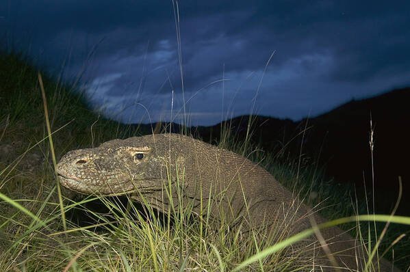 Mp Art Print featuring the photograph Komodo Dragon Varanus Komodoensis by Cyril Ruoso