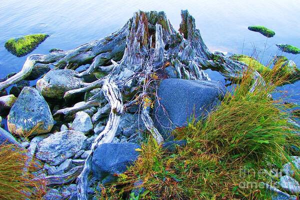 Lakeside Art Print featuring the photograph Lake Shore Weathered Stump by Michele Penner